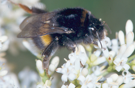 Dunkle Erdhummel (Bombus terrestris) - © Johann Neumayer